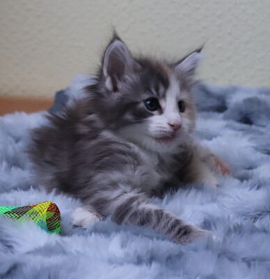 Kleine Gremmlings, Norwegische Waldkatze Jungtier - Katze