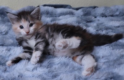 Kleine Gremmlings, Norwegische Waldkatze Jungtier - Katze
