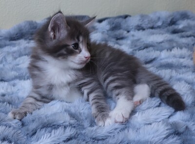Kleine Gremmlings, Norwegische Waldkatze Jungtier - Katze