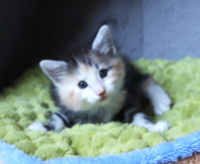 Kleine Gremmlings, Norwegische Waldkatze Jungtier - Katze