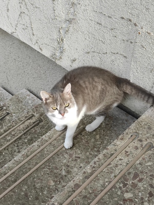 Kleine, Hauskatze - Katze