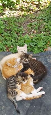 Kleine Katzenbabies gefunden, Mischling - Katze 4