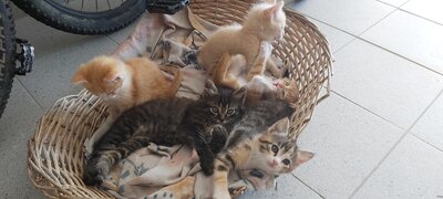 Kleine Katzenbabies gefunden, Mischling - Katze
