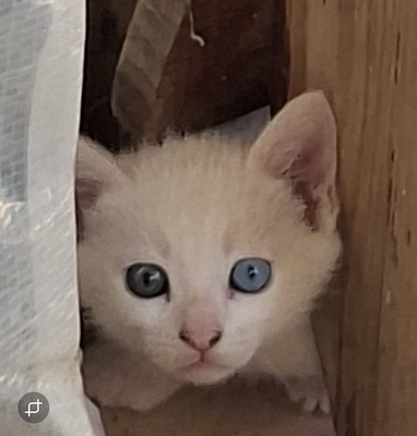 Kleine Schneeflocke mit großen Augen sucht ihr Glück
