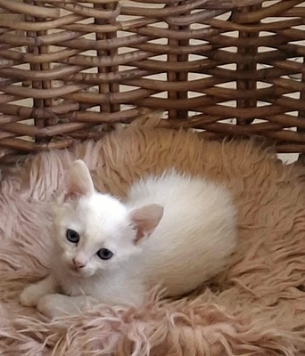 Kleine Schneeflocke mit großen Augen sucht ihr Glück, Europäisch Kurzhaar - Katze