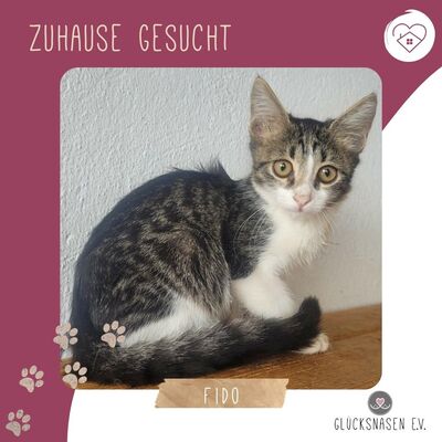 Kleiner Kater Fido wartet auf Post