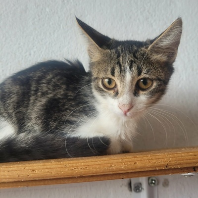 Kleiner Kater Fido wartet auf Post, EKH Jungtier - Kater