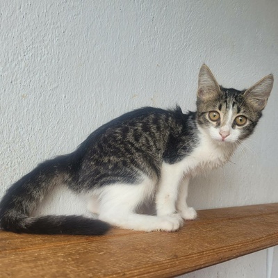 Kleiner Kater Fido wartet auf Post, EKH Jungtier - Kater