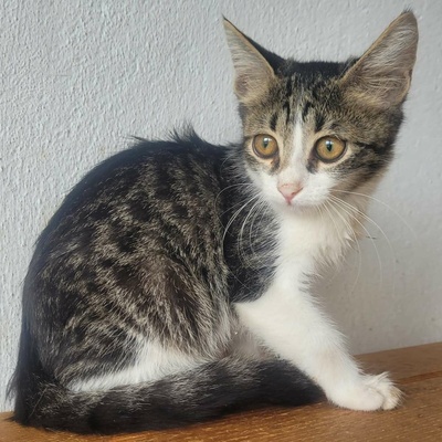 Kleiner Kater Fido wartet auf Post, EKH Jungtier - Kater