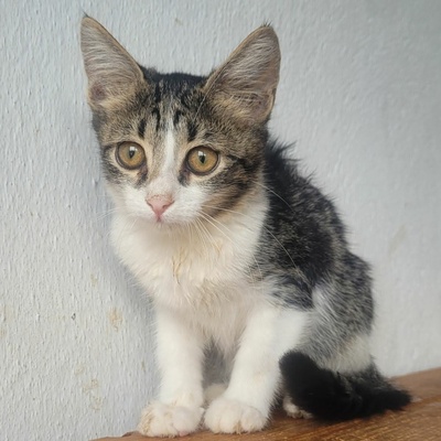 Kleiner Kater Fido wartet auf Post, EKH Jungtier - Kater