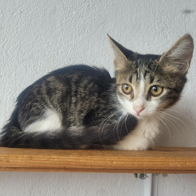 Kleiner Kater Fido wartet auf Post, EKH Jungtier - Kater