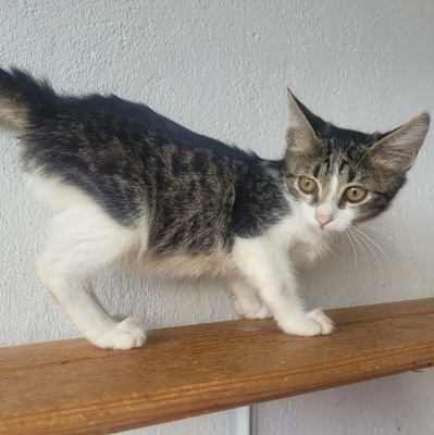 Kleiner Kater Fido wartet auf Post, EKH Jungtier - Kater
