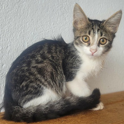 Kleiner Kater Fido wartet auf Post, EKH Jungtier - Kater