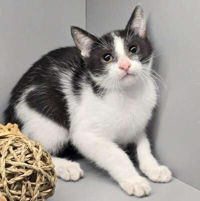 Kleiner Kater Findus sucht sein Körbchen, EKH Jungtier - Kater