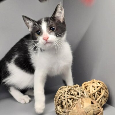 Kleiner Kater Findus sucht sein Körbchen, EKH Jungtier - Kater