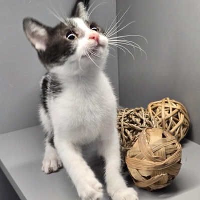 Kleiner Kater Findus sucht sein Körbchen, EKH Jungtier - Kater