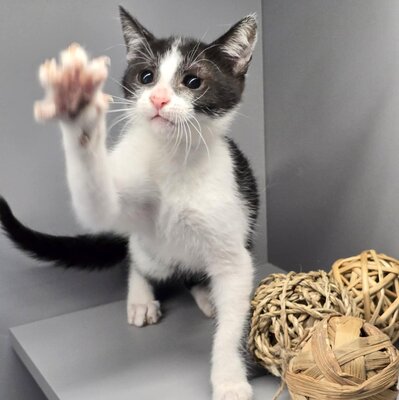 Kleiner Kater Findus sucht sein Körbchen, EKH Jungtier - Kater