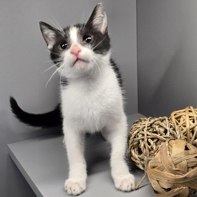 Kleiner Kater Findus sucht sein Körbchen, EKH Jungtier - Kater