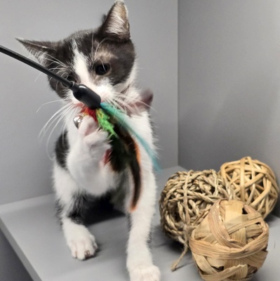 Kleiner Kater Findus sucht sein Körbchen, EKH Jungtier - Kater