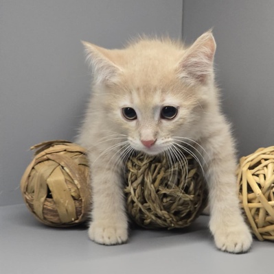 Kleiner Kater Floki möchte Deine Welt erobern, EKH Jungtier - Kater