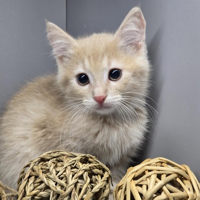 Kleiner Kater Floki möchte Deine Welt erobern, EKH Jungtier - Kater
