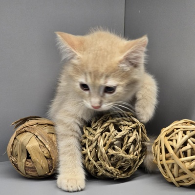 Kleiner Kater Floki möchte Deine Welt erobern, EKH Jungtier - Kater