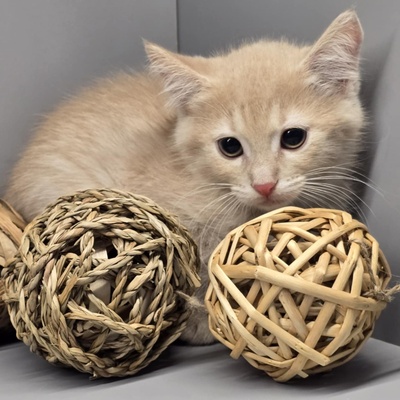 Kleiner Kater Floki möchte Deine Welt erobern, EKH Jungtier - Kater