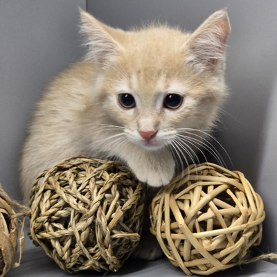 Kleiner Kater Floki möchte Deine Welt erobern, EKH Jungtier - Kater