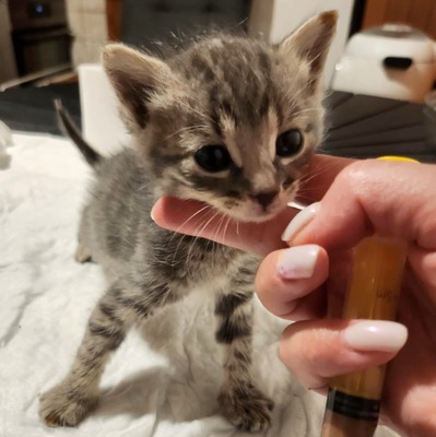 Kleiner Kater Gustav hält Ausschau nach Dir, EKH Jungtier - Kater