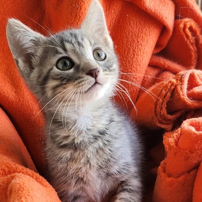 Kleiner Kater Gustav hält Ausschau nach Dir, EKH Jungtier - Kater