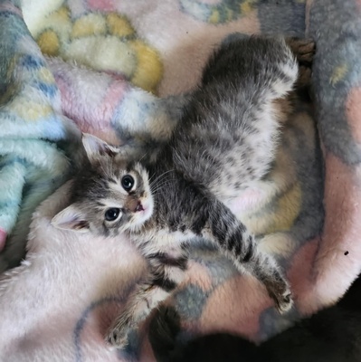 Kleiner Kater Gustav hält Ausschau nach Dir, EKH Jungtier - Kater