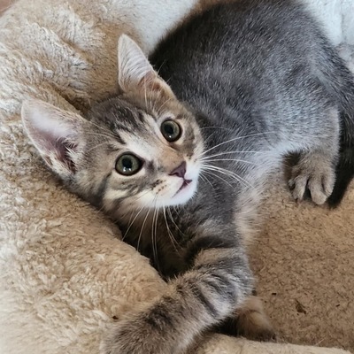 Kleiner Kater Gustav hält Ausschau nach Dir, EKH Jungtier - Kater