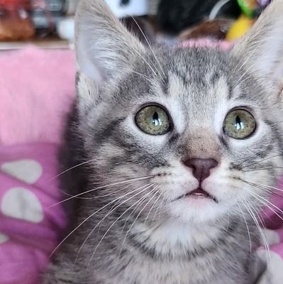 Kleiner Kater Gustav hält Ausschau nach Dir, EKH Jungtier - Kater