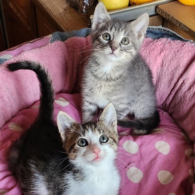 Kleiner Kater Gustav hält Ausschau nach Dir, EKH Jungtier - Kater