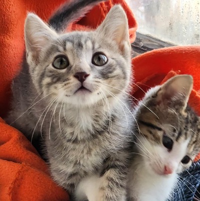 Kleiner Kater Gustav hält Ausschau nach Dir, EKH Jungtier - Kater