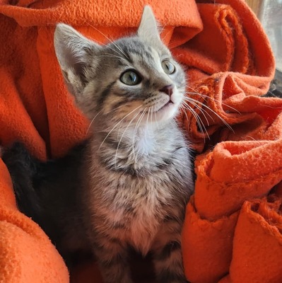 Kleiner Kater Gustav hält Ausschau nach Dir, EKH Jungtier - Kater