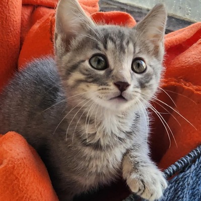 Kleiner Kater Gustav hält Ausschau nach Dir, EKH Jungtier - Kater