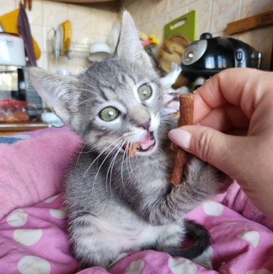 Kleiner Kater Gustav hält Ausschau nach Dir, EKH Jungtier - Kater