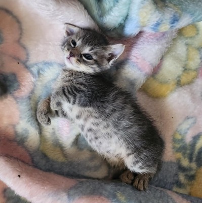 Kleiner Kater Gustav hält Ausschau nach Dir, EKH Jungtier - Kater