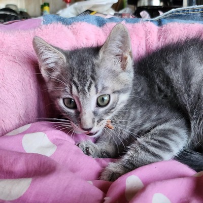 Kleiner Kater Gustav hält Ausschau nach Dir, EKH Jungtier - Kater