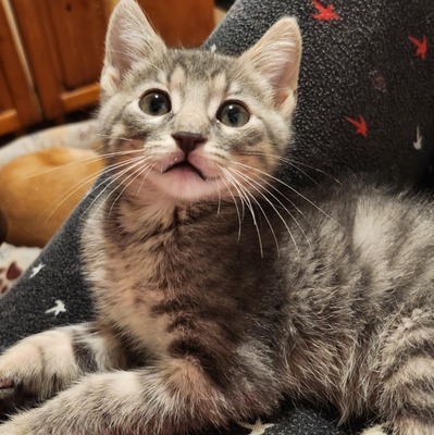 Kleiner Kater Gustav hält Ausschau nach Dir, EKH Jungtier - Kater