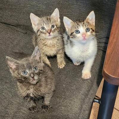 Kleiner Kater Gustav hält Ausschau nach Dir, EKH Jungtier - Kater