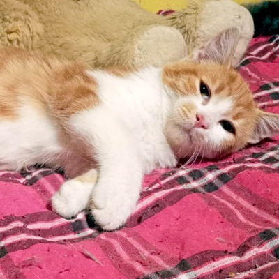 Kleiner Kater Simba hofft auf Post von Dir, EKH Jungtier - Kater