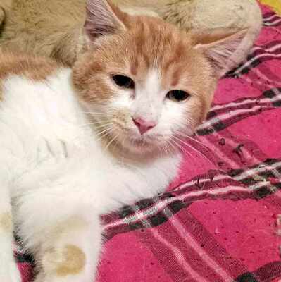 Kleiner Kater Simba hofft auf Post von Dir, EKH Jungtier - Kater