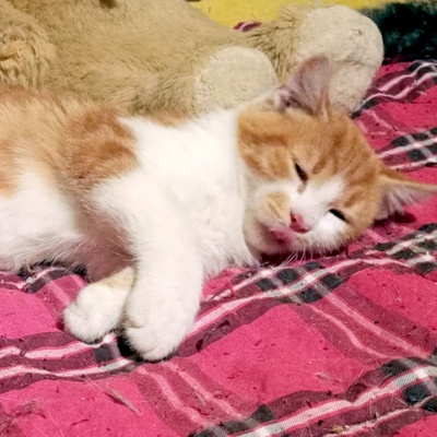Kleiner Kater Simba hofft auf Post von Dir, EKH Jungtier - Kater