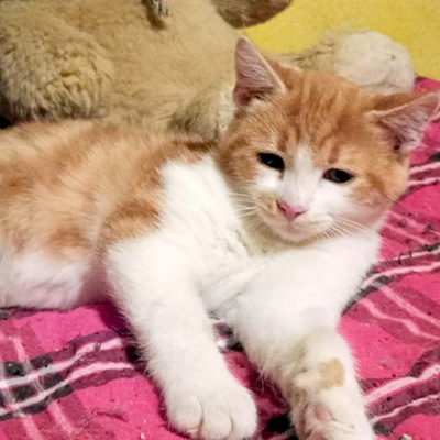 Kleiner Kater Simba hofft auf Post von Dir, EKH Jungtier - Kater