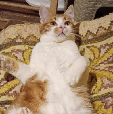 Kleiner Kater Simba hofft auf Post von Dir, EKH Jungtier - Kater
