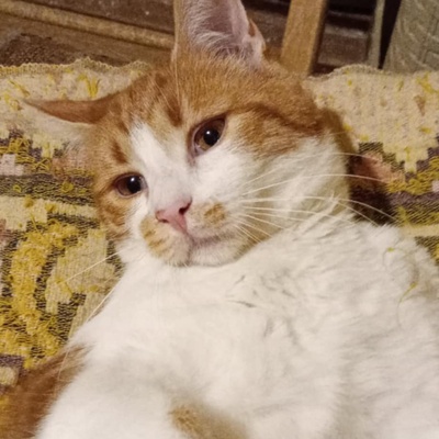Kleiner Kater Simba hofft auf Post von Dir, EKH Jungtier - Kater