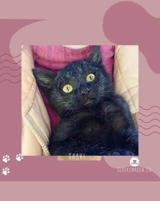 Kleiner Kater Taavi wartet auf seine Familie, EKH Jungtier - Kater