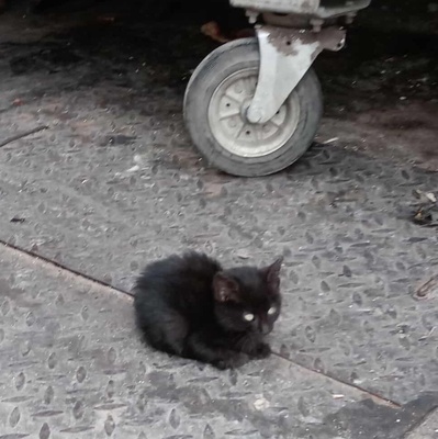 Kleiner Kater Taavi wartet auf seine Familie, EKH Jungtier - Kater